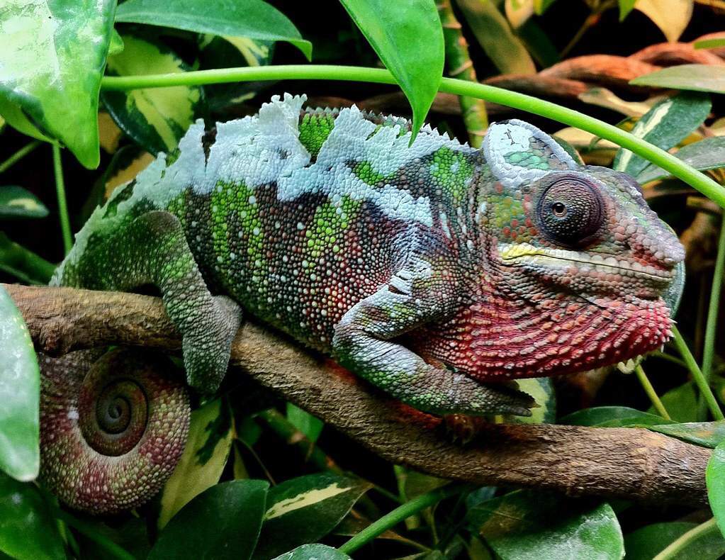 Panther Chameleon Care Guide | Wiki | Reptiles Amino