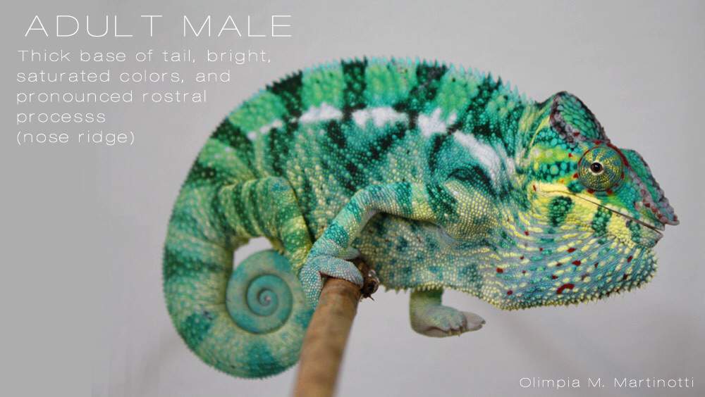 baby male panther chameleon