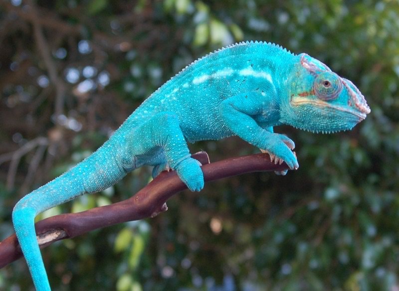 Panther Chameleon Care Guide | Wiki | Reptiles Amino