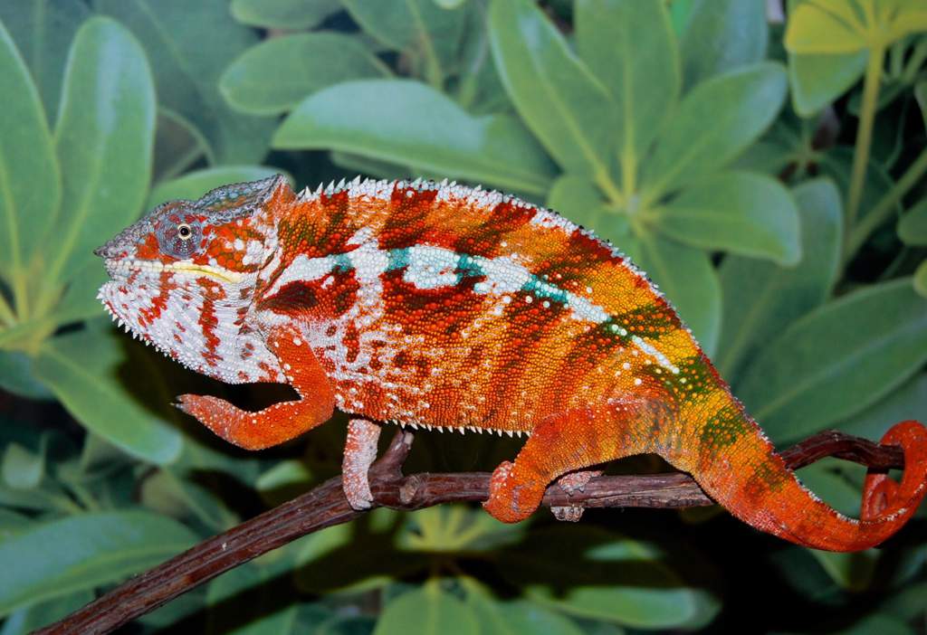 Panther Chameleon Care Guide | Wiki | Reptiles Amino