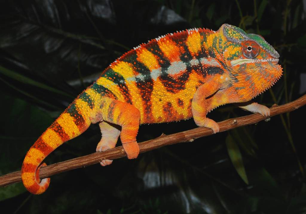 Panther Chameleon Care Guide | Wiki | Reptiles Amino