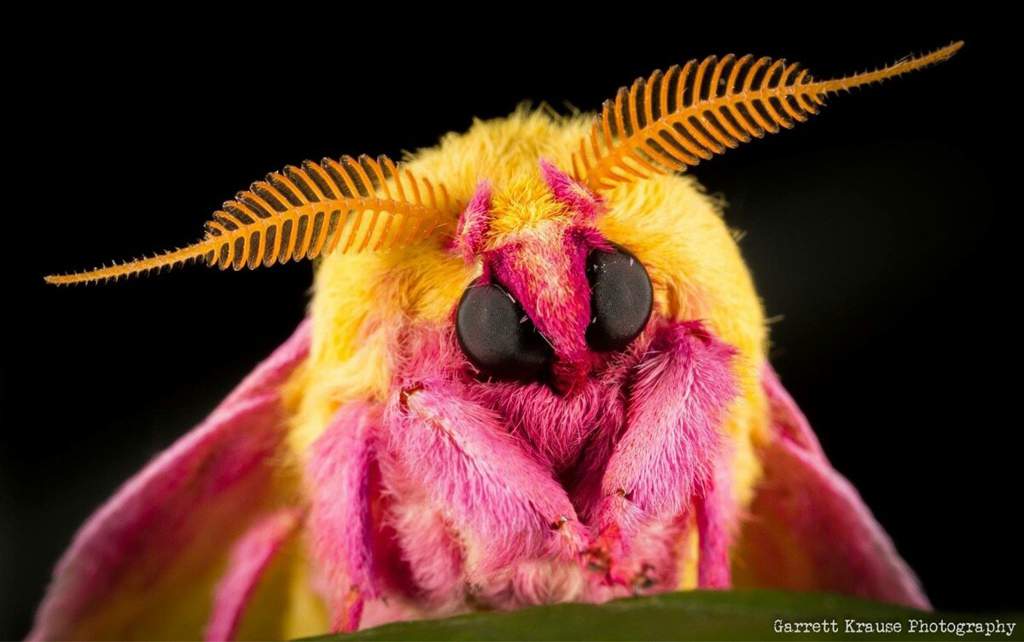 rosy maple moth male vs female
