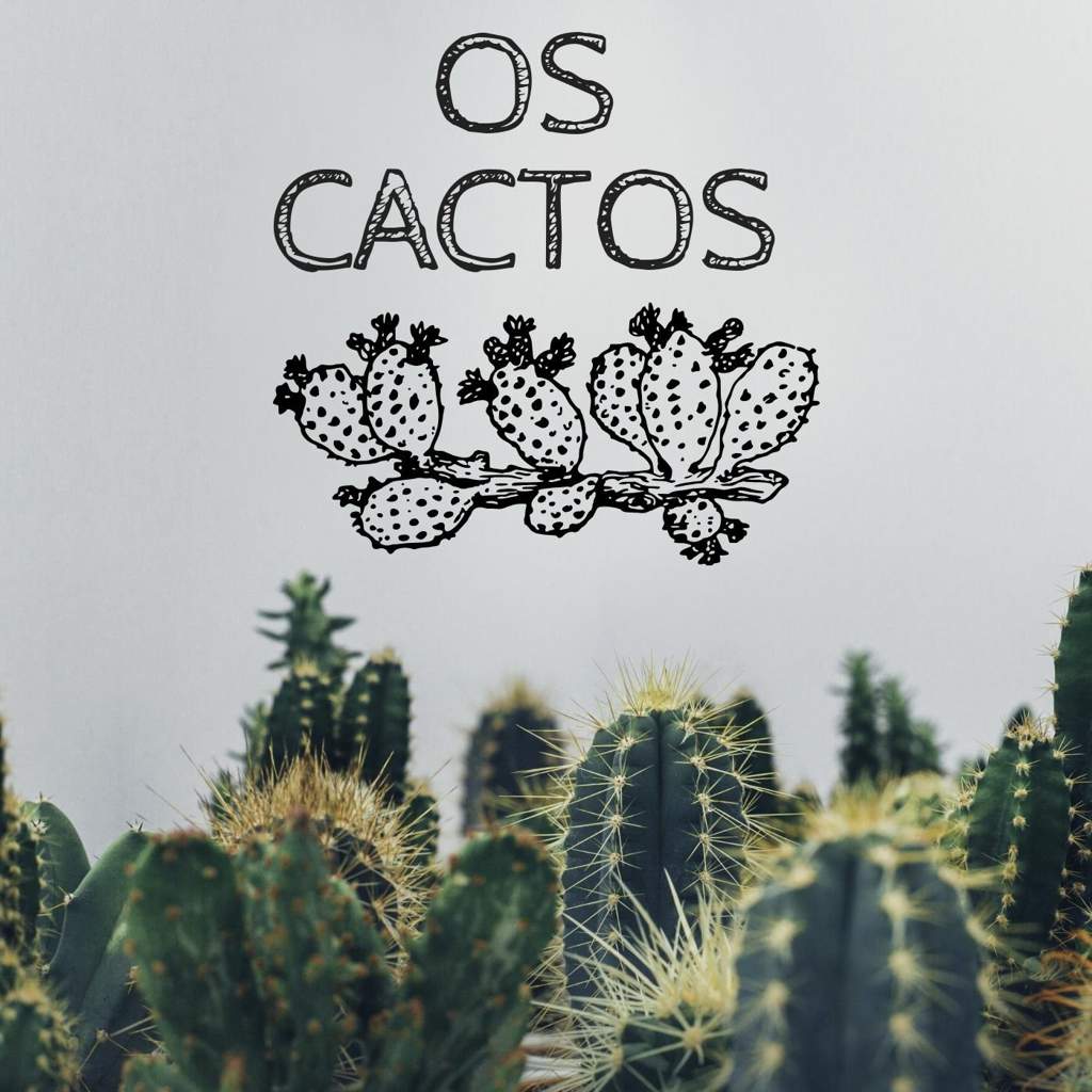 OS CACTOS 🌵 | Wicca & Bruxaria Amino