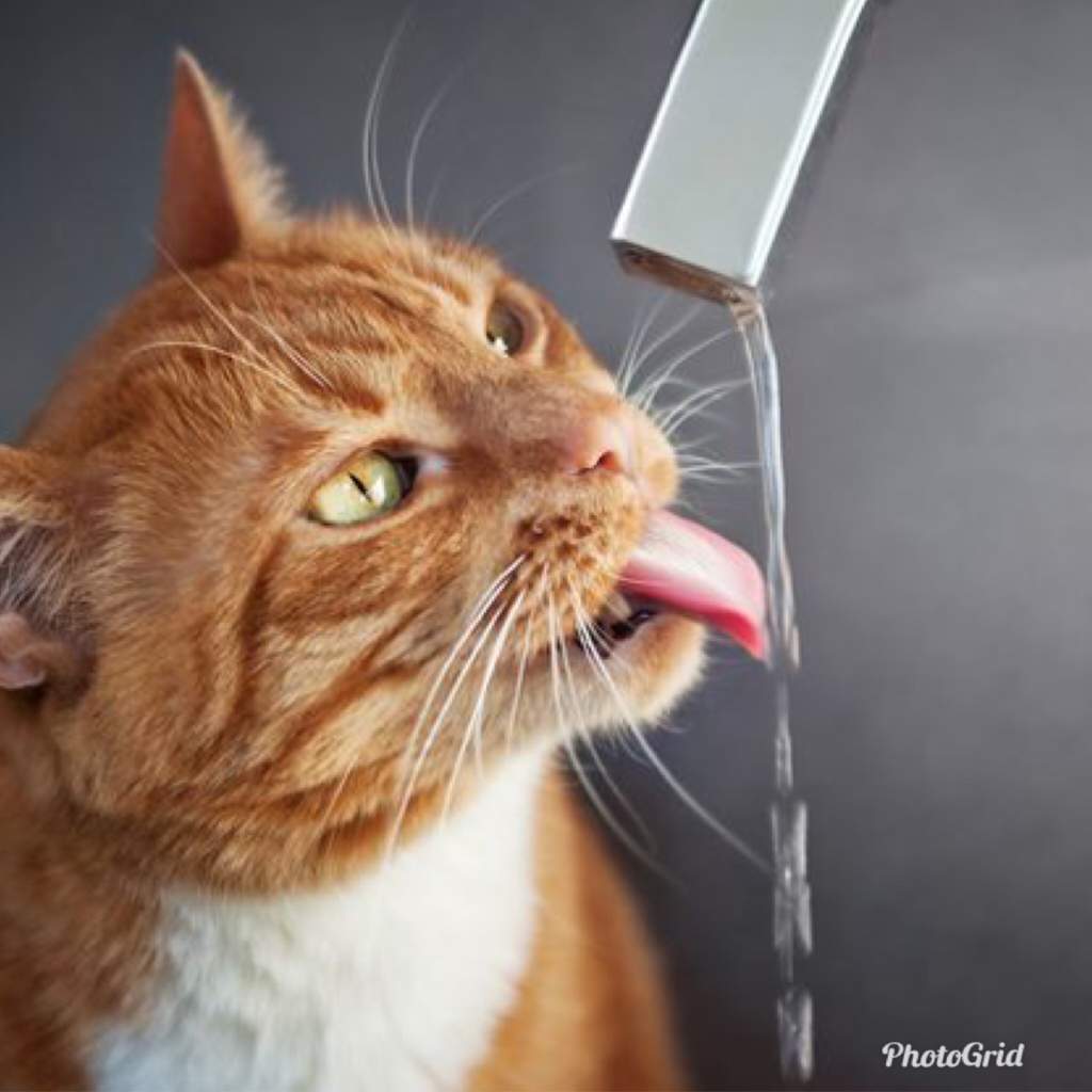 Why do cats hate water? Pets Amino