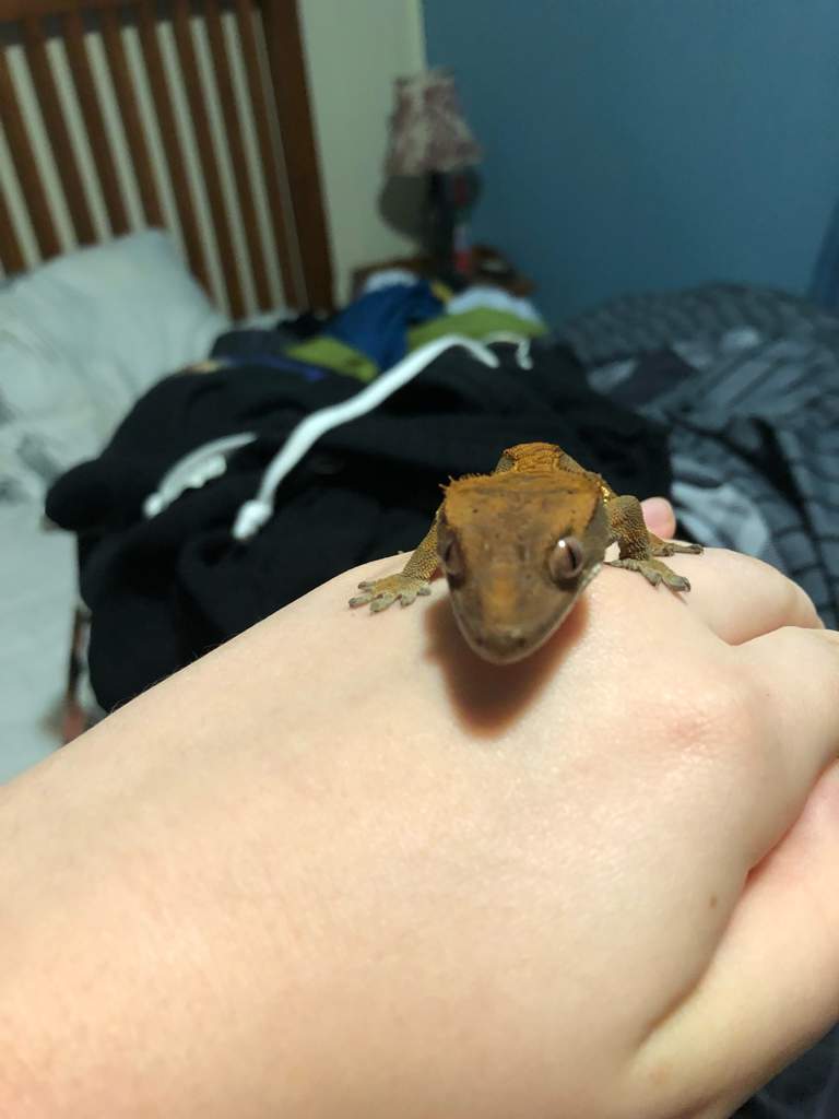 Twitch the gecko