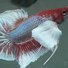 amino-The Happy Betta-e3e329e3