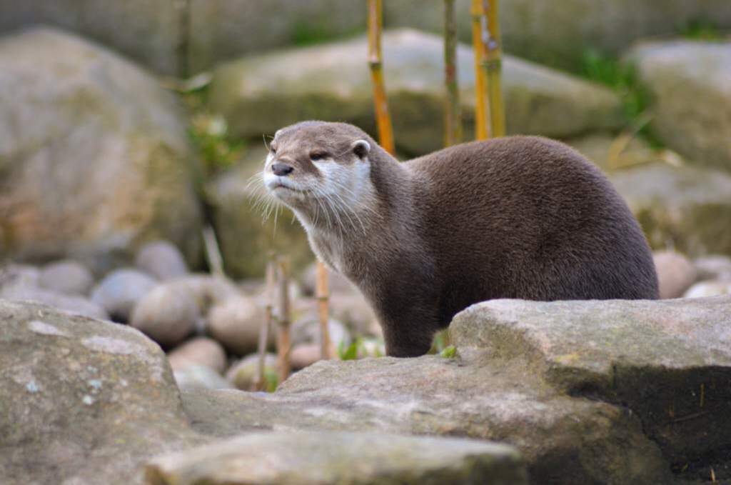 Otter Care Guide | Wiki | 𖣘Therian • Amino𖣘 Amino