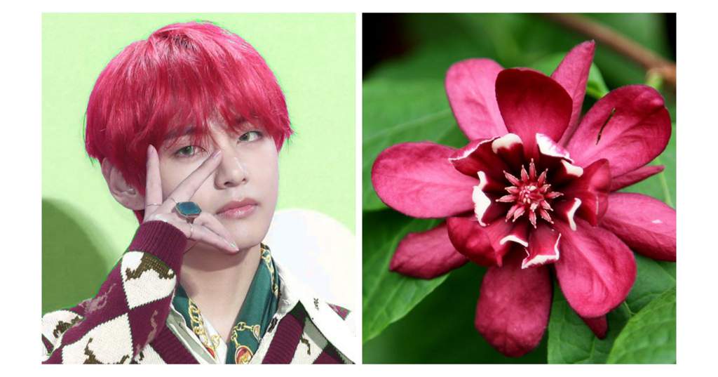 탄생화 Korean Birth Month Flowers Army S Amino