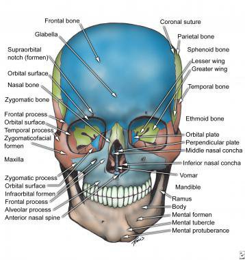 Skull Anatomy 💀🤪 | Subliminal Users Amino