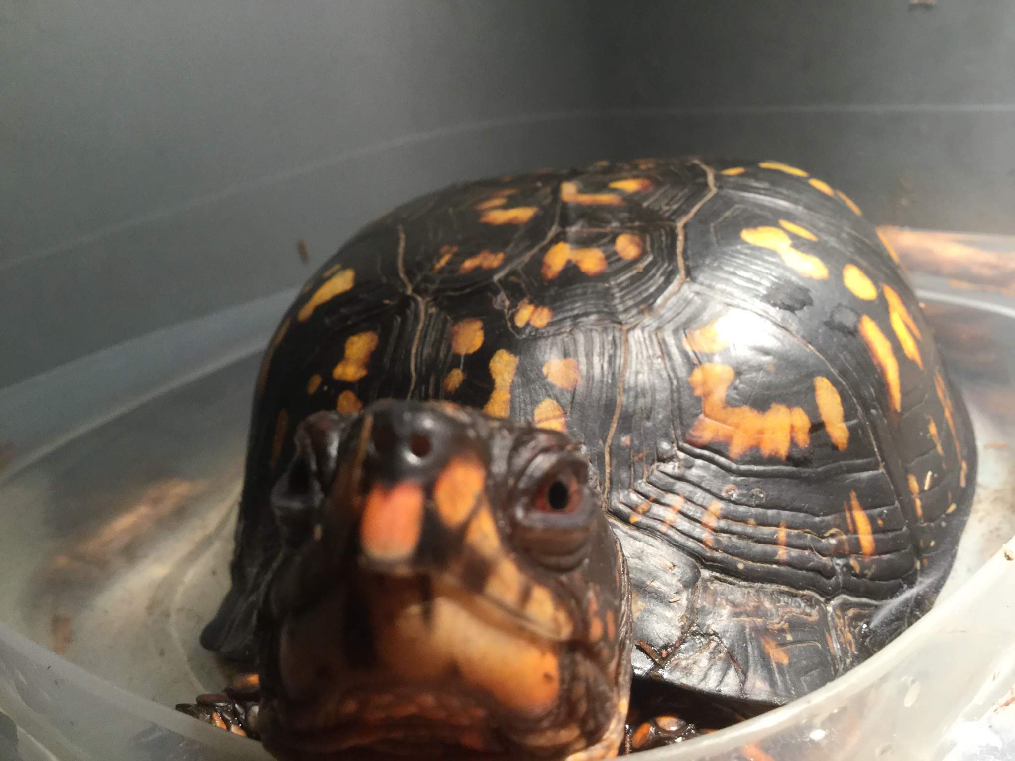 Box Turtle Care Guide | Wiki | Reptiles Amino