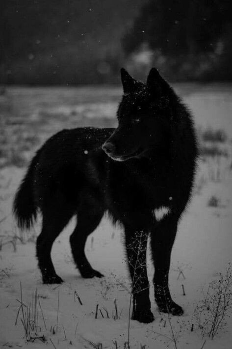 Black Wolf Aesthetic: Theme Black | Fandom Editors Amino