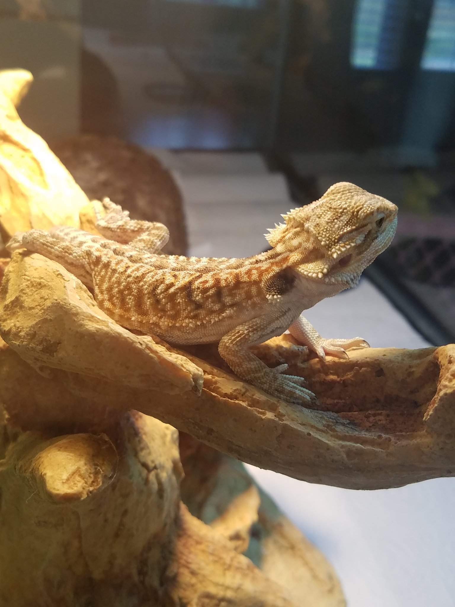 I am a new bearded dragon mom. | Pro Bearded Dragon Care Amino