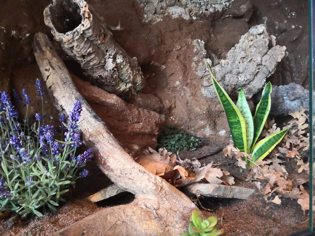 Bioactive leopard gecko enclosure | Wiki | Reptiles Amino