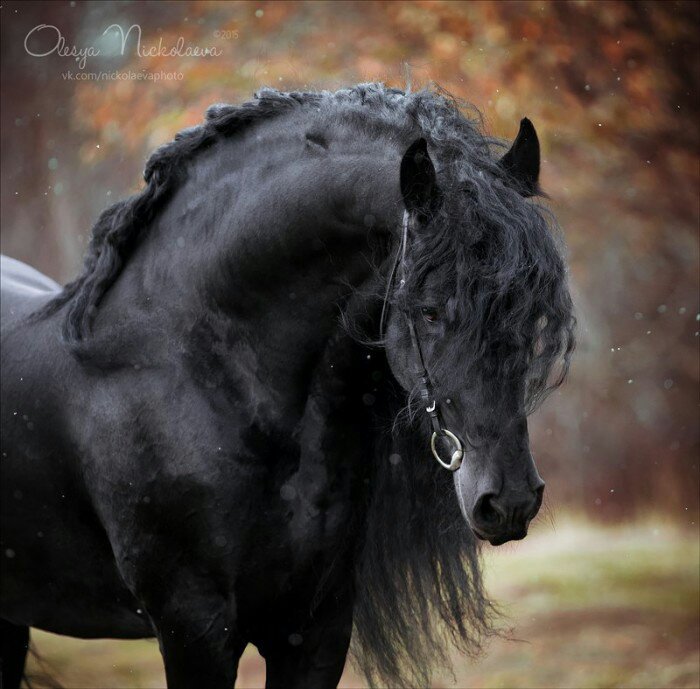 Анкета | Wiki | Конный Лагерь || Лошади🐴 Amino