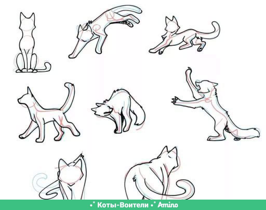 коты воители картинки для срисовки карандашом поэтапно