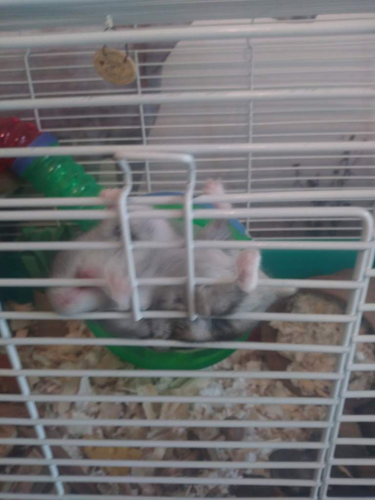 Why does my hamster climb her bars? Hamsters! Amino