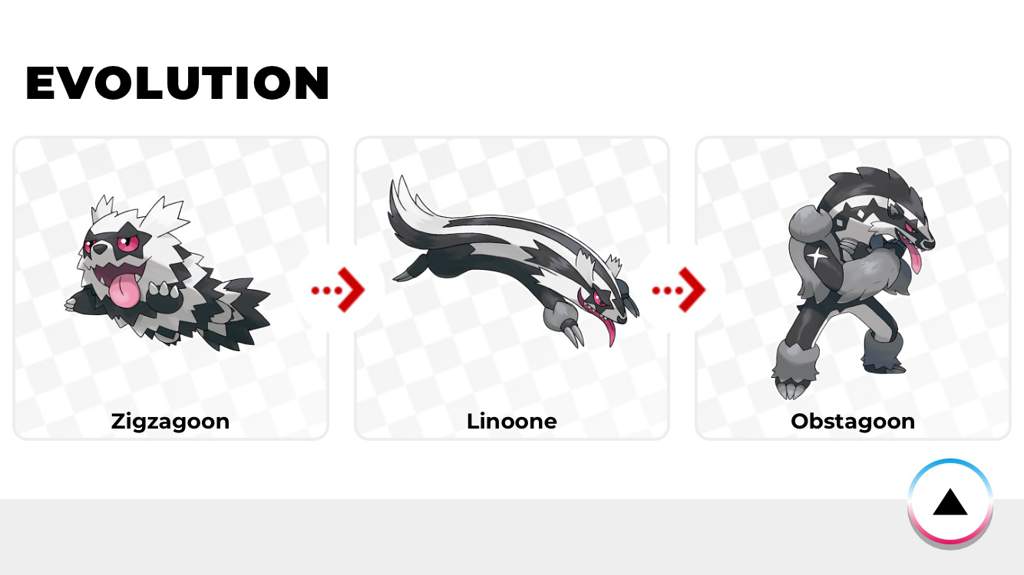 Zigzagoon Galarian Line Pokémon Sword And Shield Amino