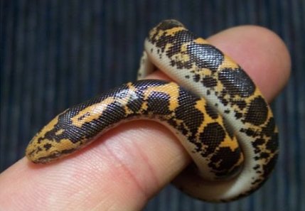 Do baby Kenyan Sand Boas have teeth??? | Reptiles Amino