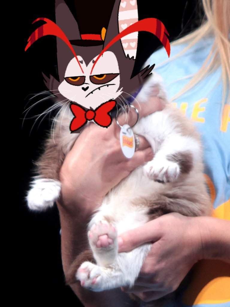 Husk As Grumpy Cat | Hazbin Hotel (official) Amino