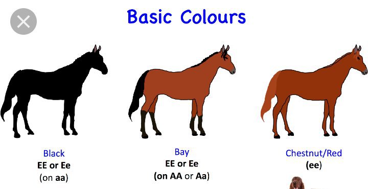 equine color genetics  equestrian amino