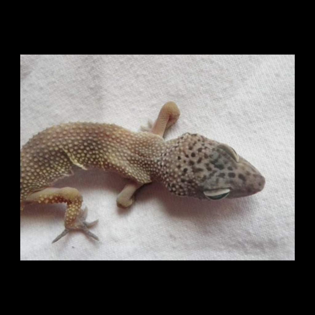 Leopard Gecko Care Guide | Wiki | Pets Amino