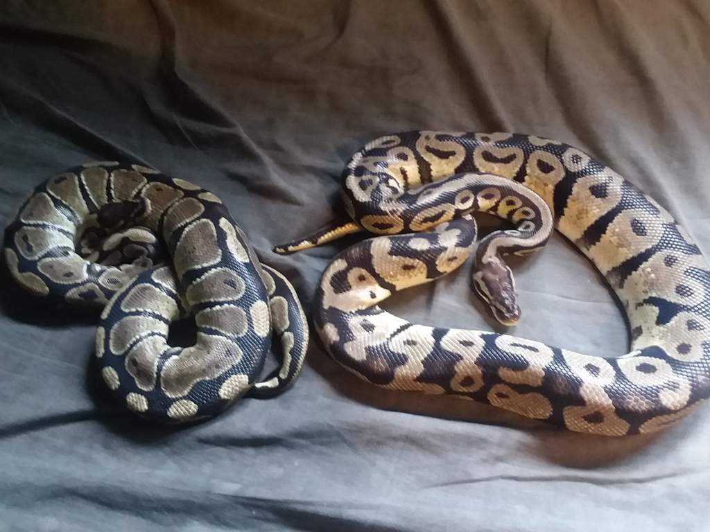 Humidity Percentage For Ball Pythons Reptiles Amino