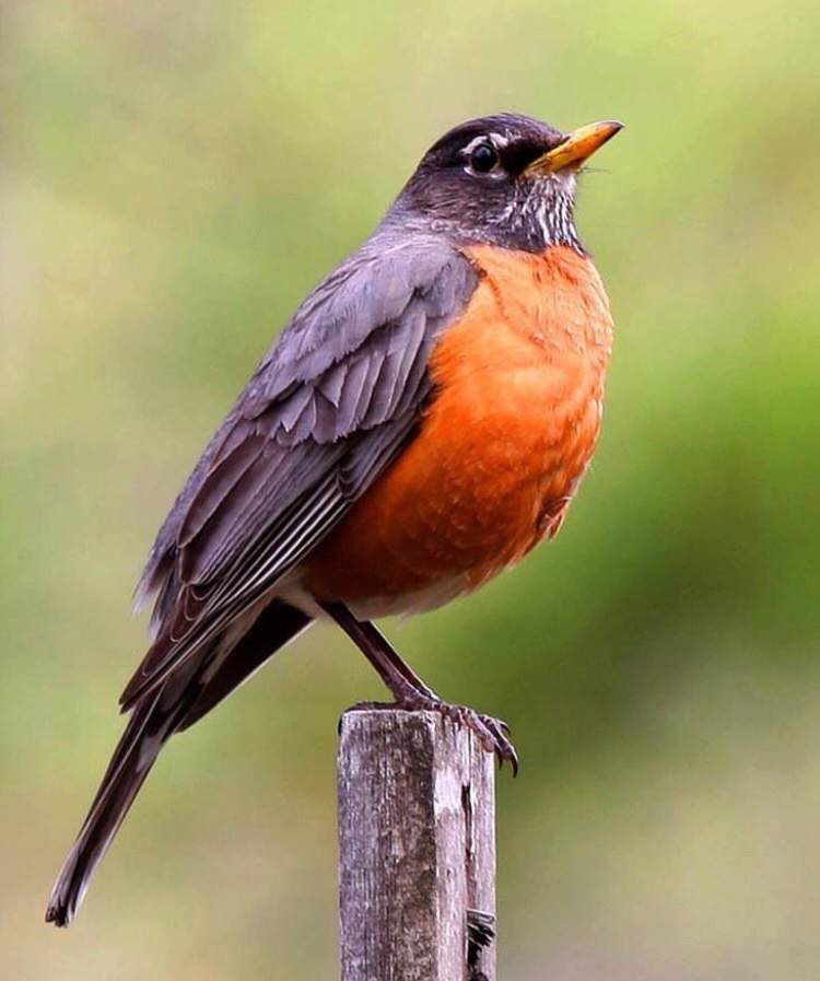 wild republic robin