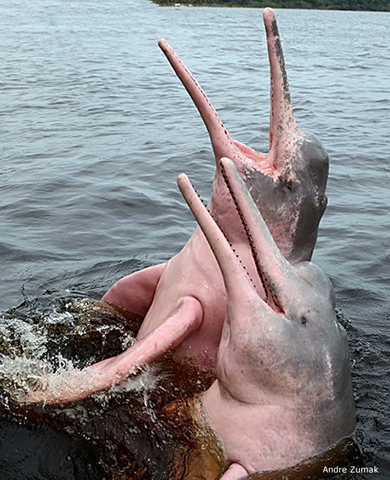 Pink river dolphin habitat