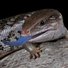 amino-JamesTheGecko-d1239830