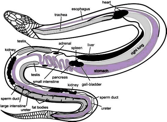 Digestive Science Of Pokemon, Or Why Guzzlord Doesn't Poop *contains 