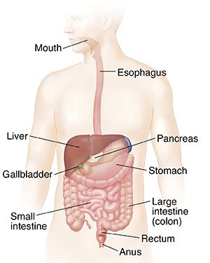 Digestive Science of Pokemon, or Why Guzzlord Doesn't Poop *Contains ...