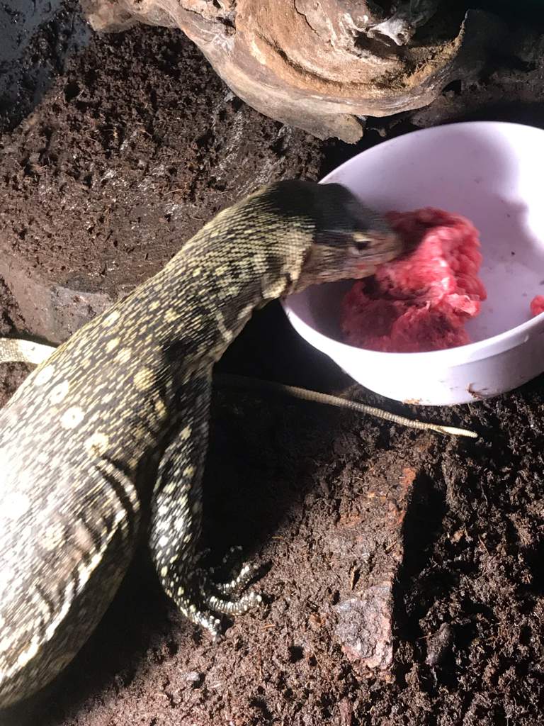 monitor-lizard-diet-wiki-reptiles-amino