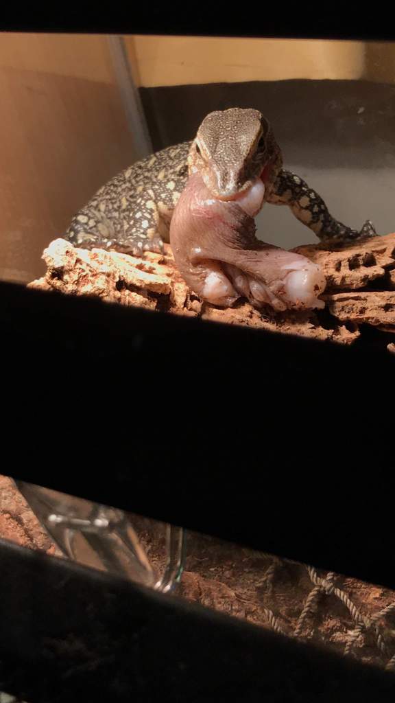 Monitor Lizard Diet Wiki Reptiles Amino