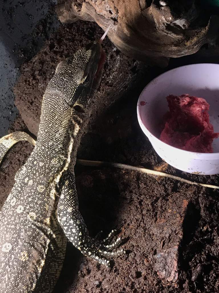 monitor-lizard-diet-wiki-reptiles-amino