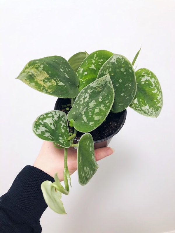 Satin Pothos | Wiki | Houseplant Amino