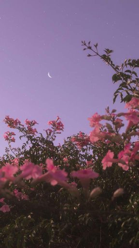 lovet asteria