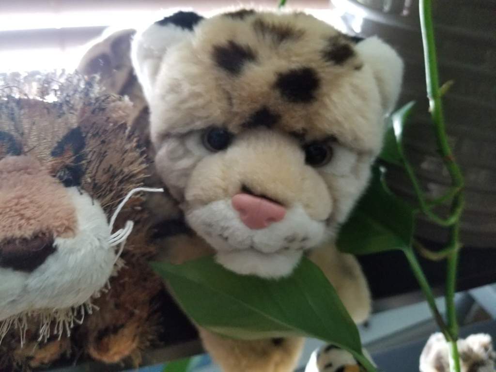 all of my leopards [plus their names] | Webkinz Amino