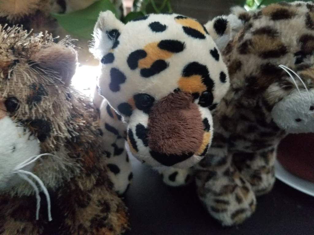 webkinz leopard