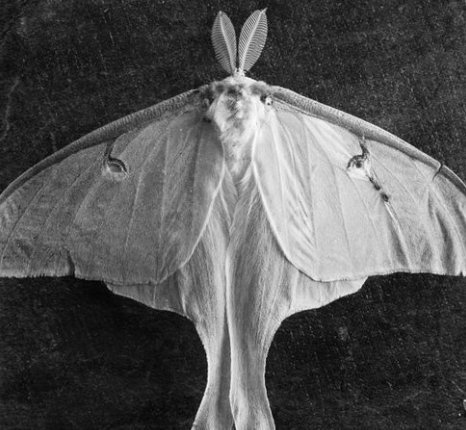 Pure - cursed moth | Wiki | Overlord™ Amino