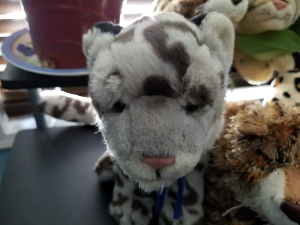 all of my leopards [plus their names] | Webkinz Amino
