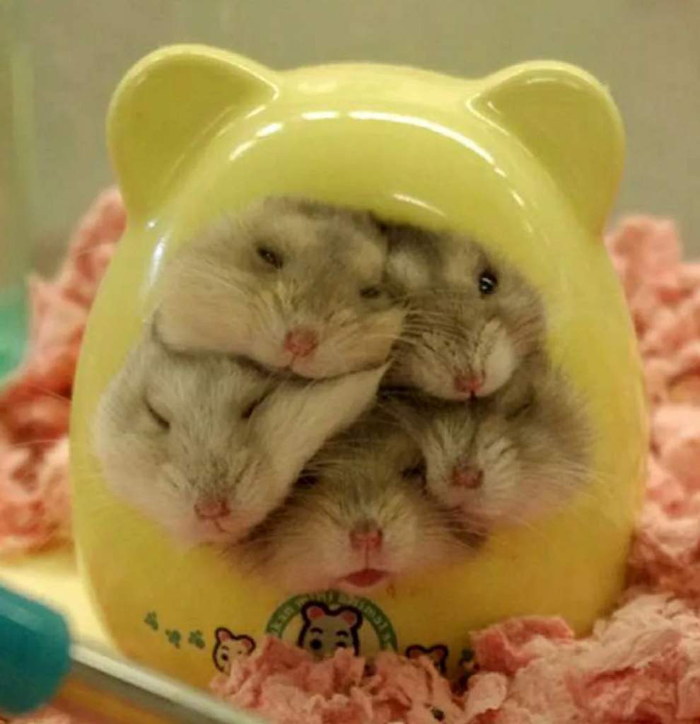 Милые и смешные мемы зверюшки 🦊 🐰 🐹 🐭 🐱 🐶-Этот выпуск получился больш...