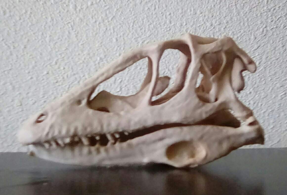 3D printed Velociraptor skull and jurassic park jeep | Jurassic Park Amino