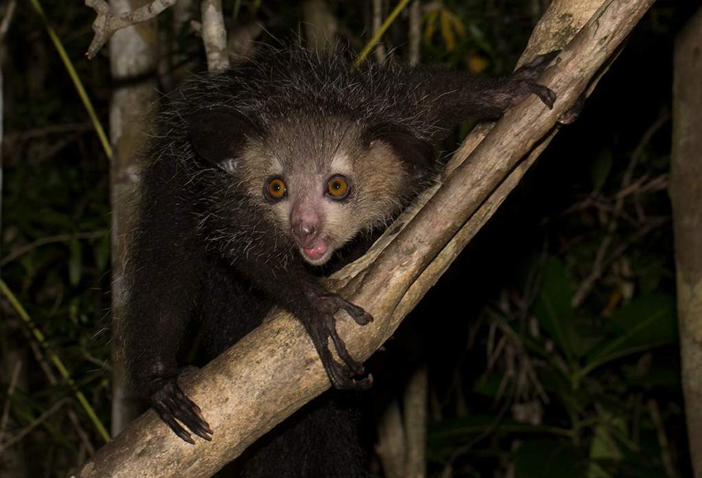 Facts & Folklore: Aye-aye 