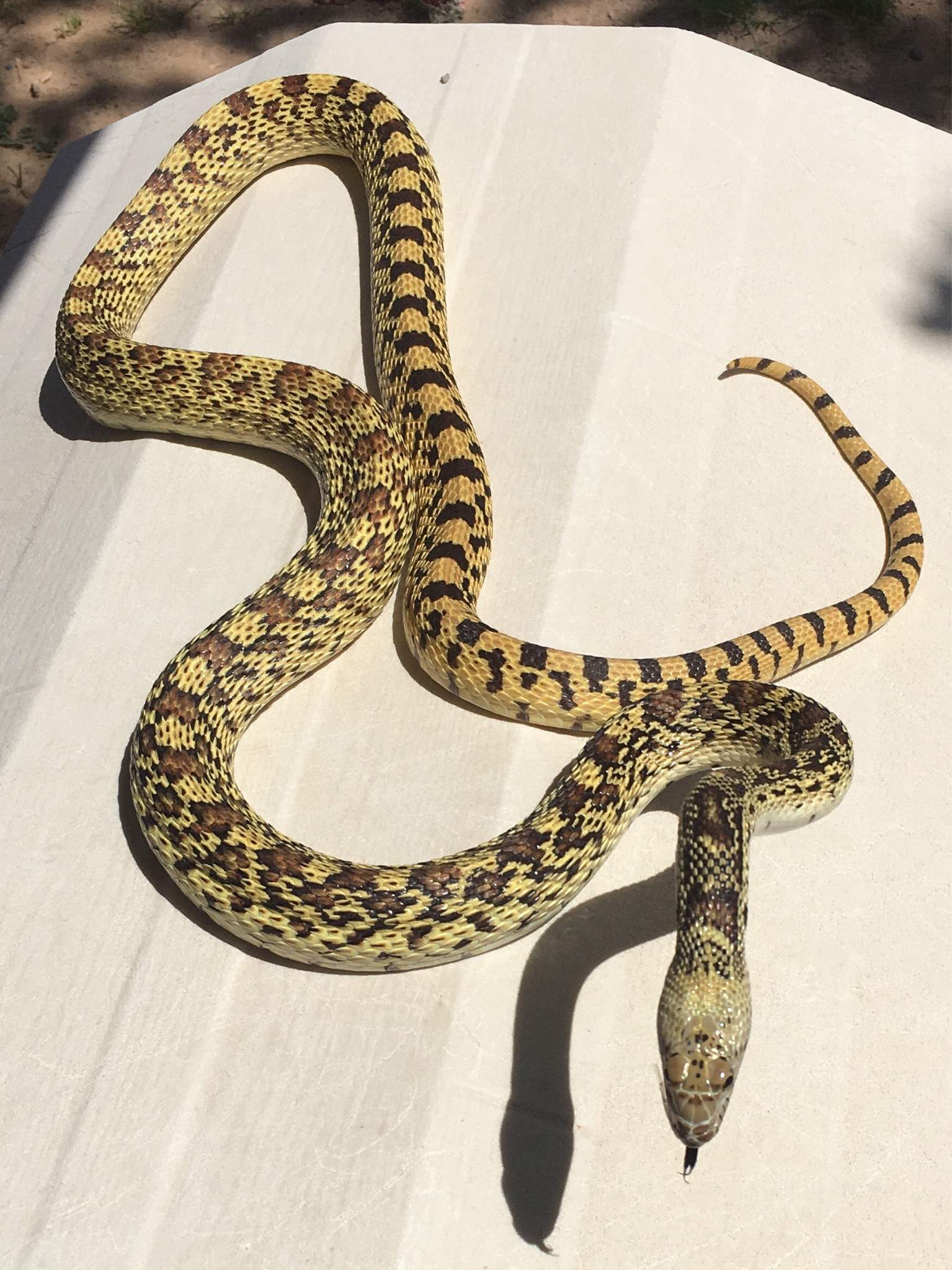 Normal Bull Snake Color? | Snake Amino Amino