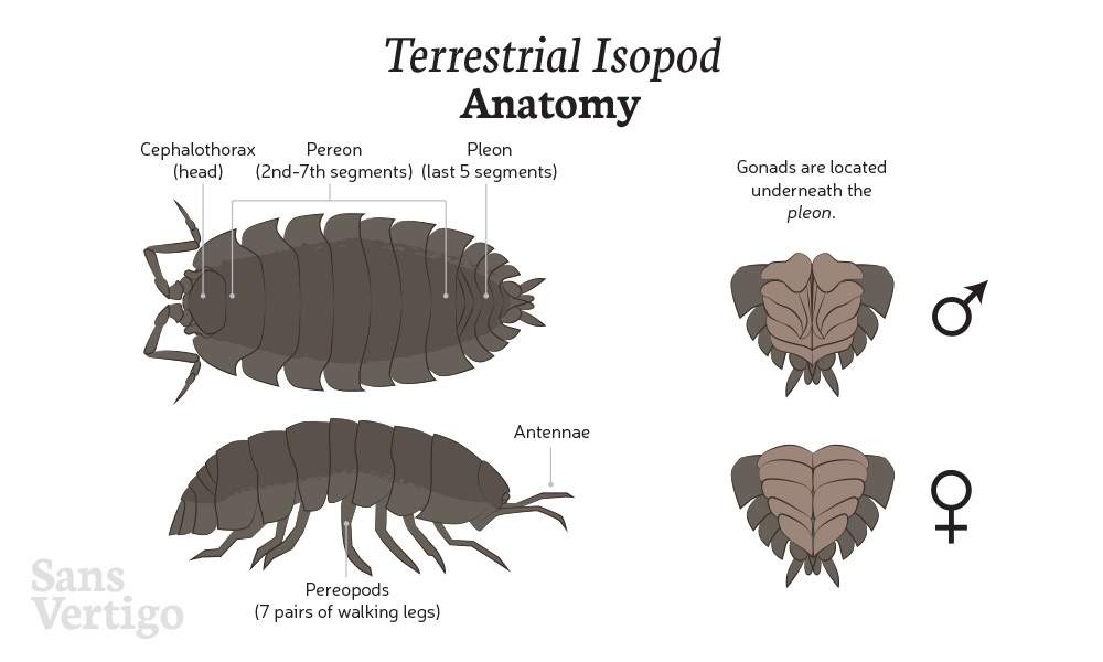 Isopod Care And Culturing Wiki Reptiles Amino