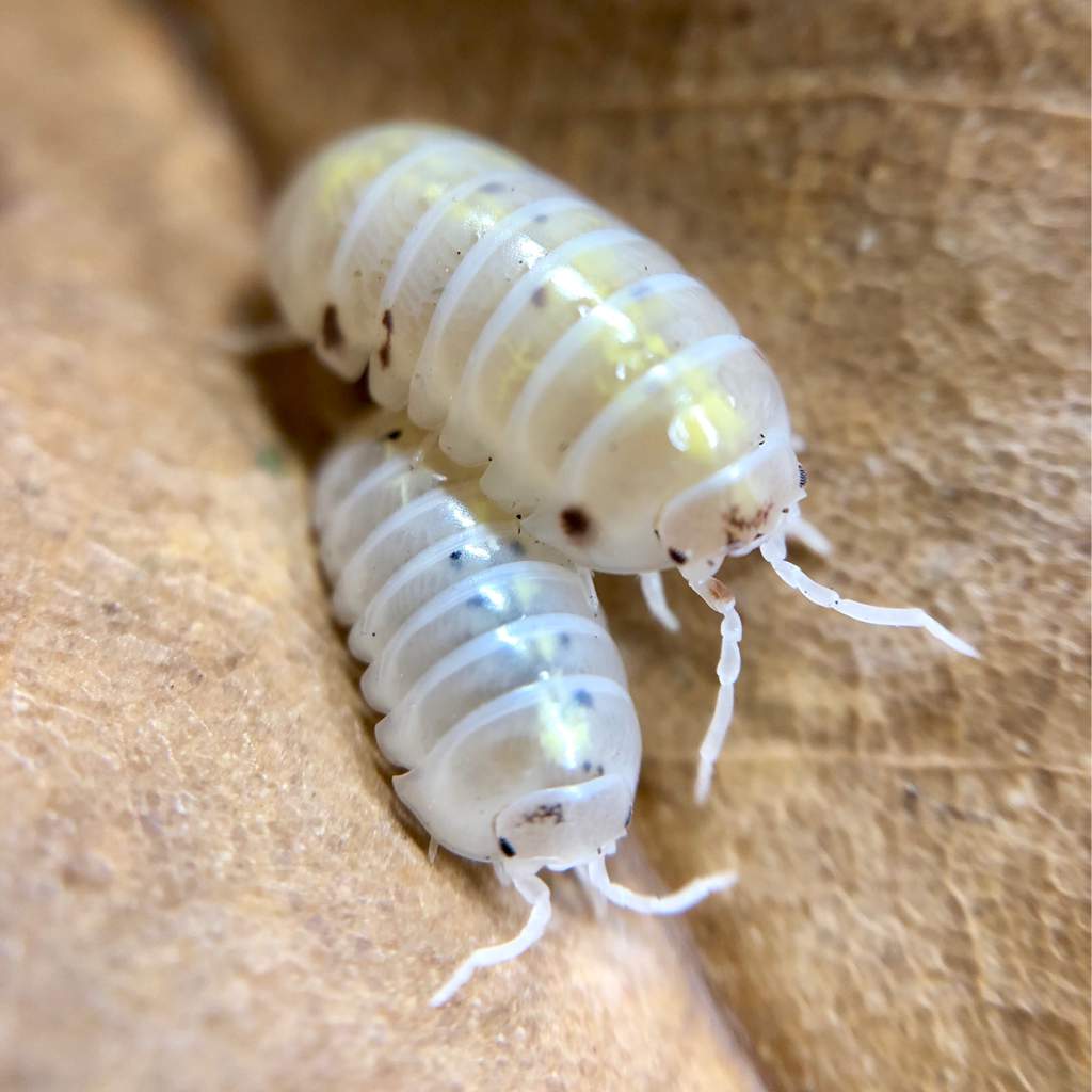 Isopod Care And Culturing | Wiki | Reptiles Amino