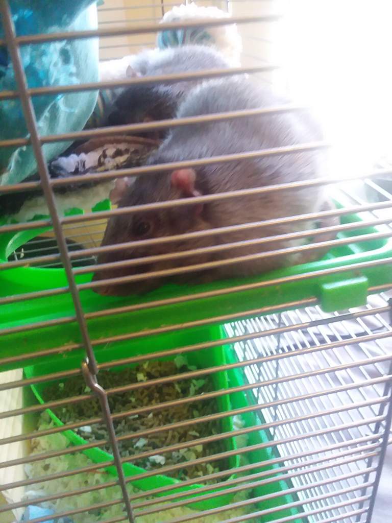 How can I stop my rats from chewing their cage? Pet Rats🐀 Amino