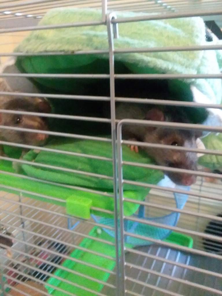 How can I stop my rats from chewing their cage? Pet Rats🐀 Amino