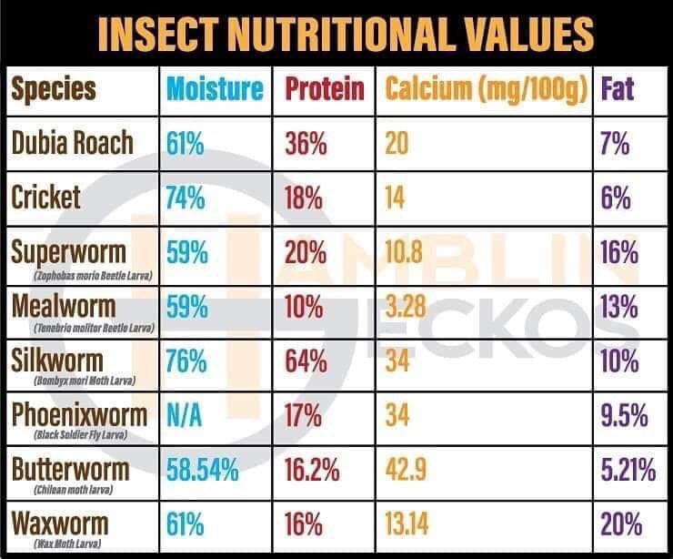 Crested Gecko Care Guide Wiki Reptiles Amino