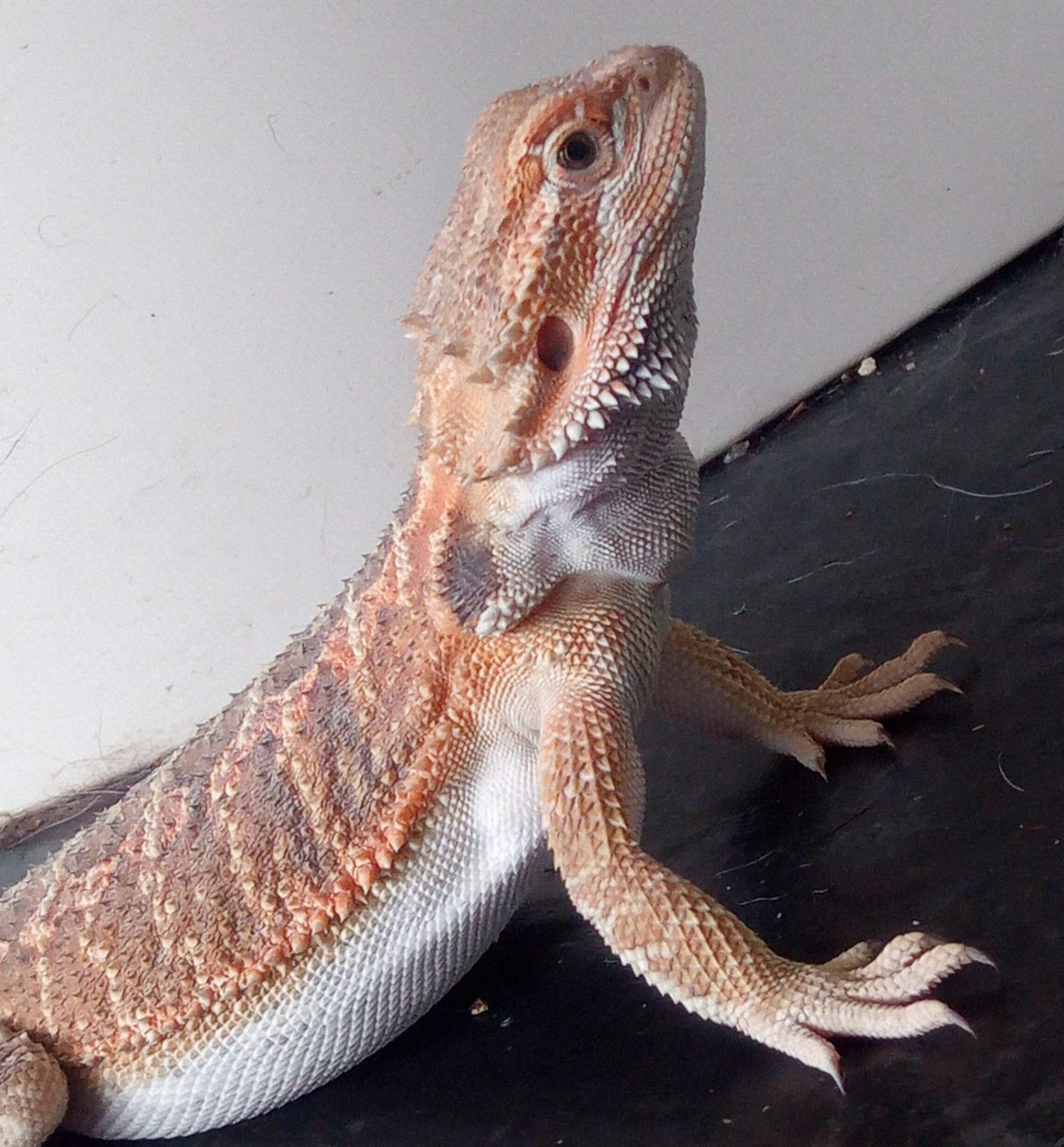 Smaug | Wiki | Pro Bearded Dragon Care Amino